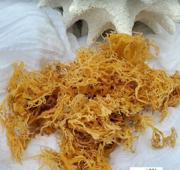 (Jamaica) Wildcraft Premium Raw Gold Sea Moss