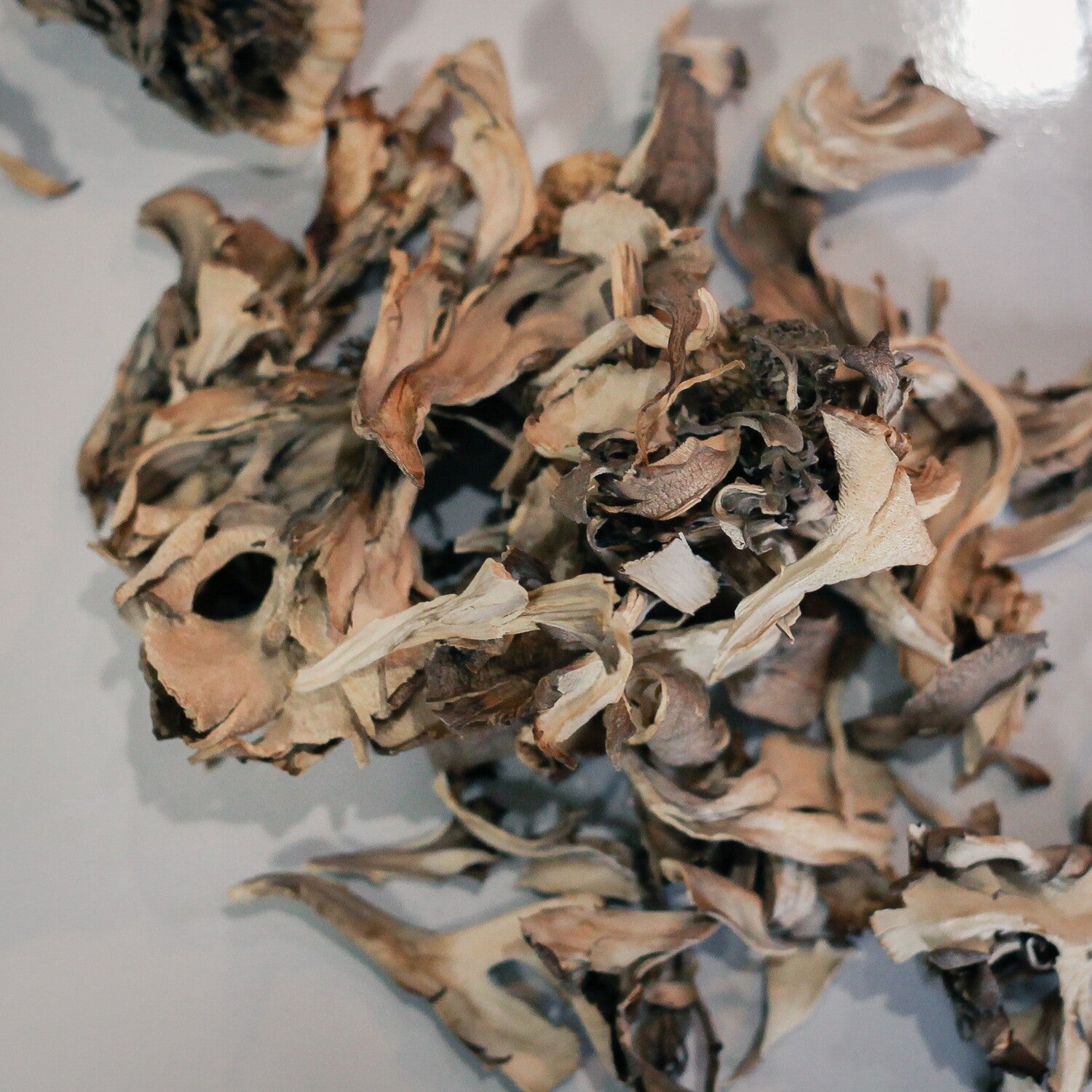 Maitake Mushroom - Herbs