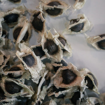 Moringa Seeds - Herbs