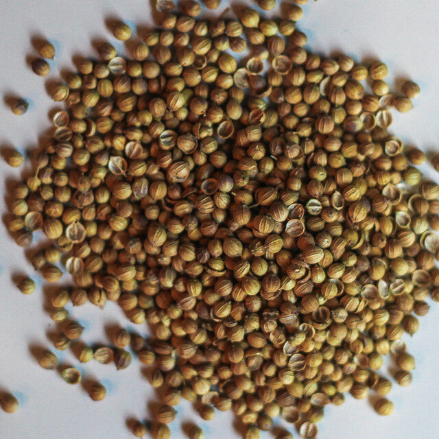 Coriander Seed - Herbs