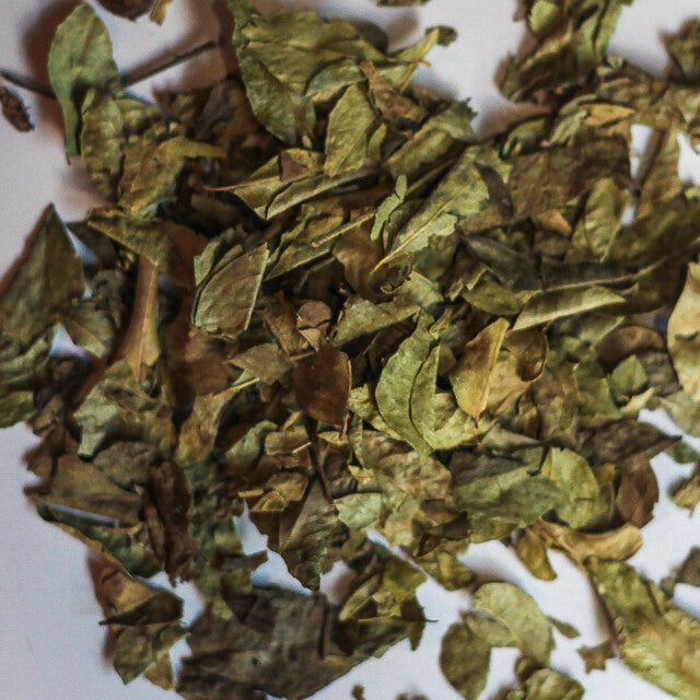 Curry Leaf - Herbs