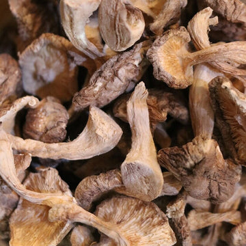 Shiitake Mushroom - Herbs