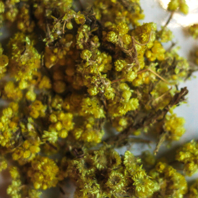Helichrysum Flowers - Herbs