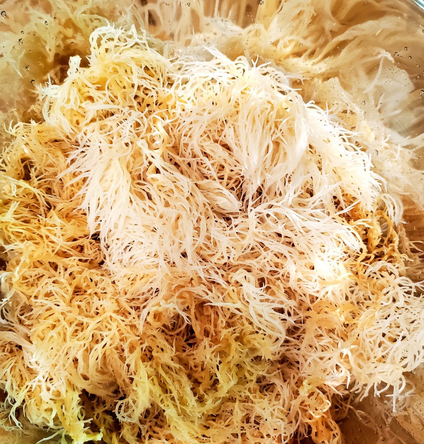 (St Lucia) Wildcraft Premium Raw Gold Sea Moss Sea Moss Hut LLC