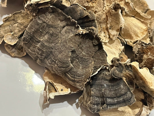 Turkey Tail Mushroom - Herbs